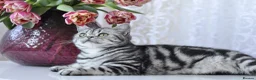 British Shorthair cats for sale: Show quality GCCF Silver Tabbies  in Rochester - Advert 30
