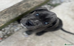 Cane Corso dogs for sale: Purebred Cane Corso puppies  - Image 5
