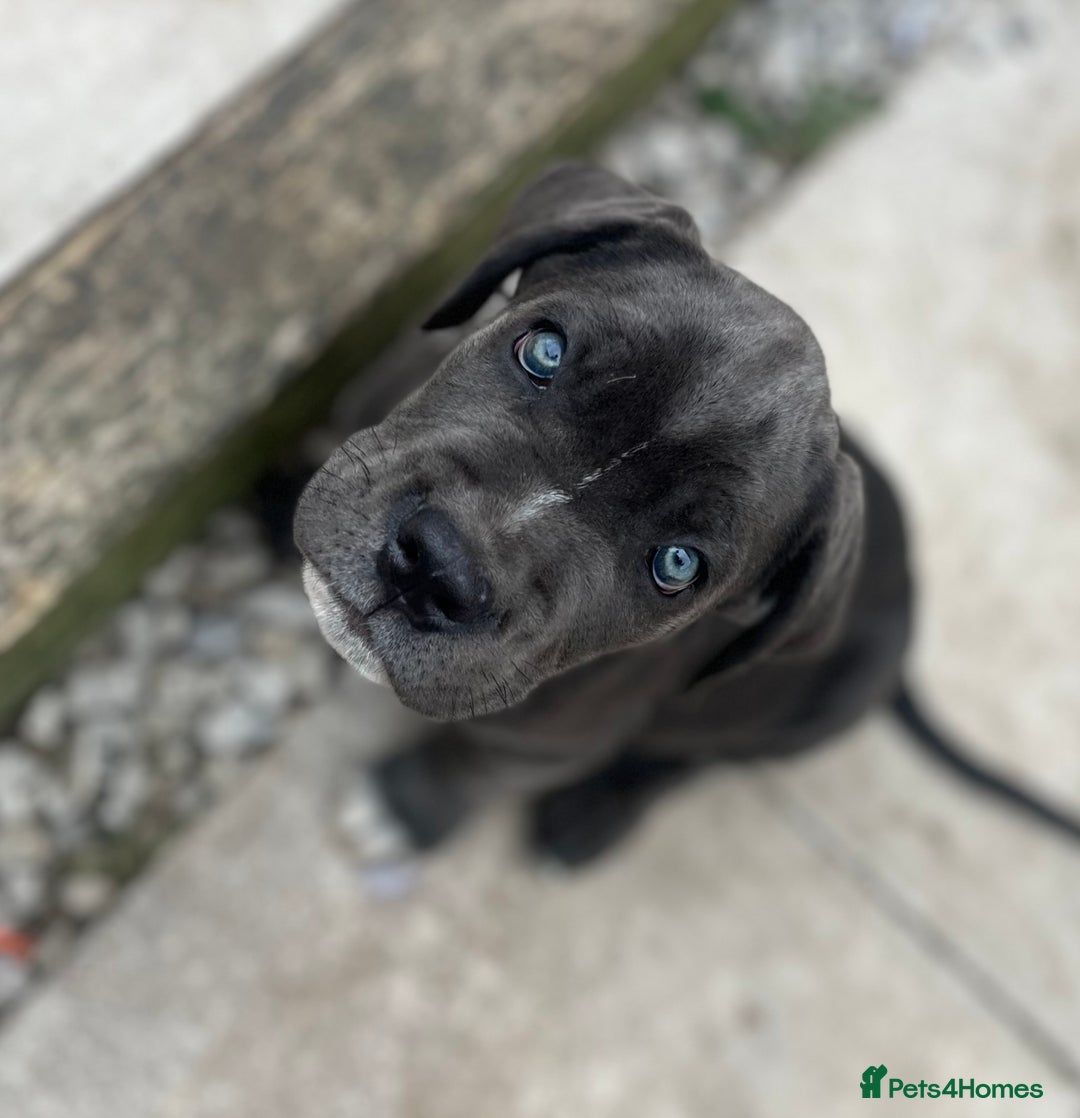 Cane Corso dogs for sale: Purebred Cane Corso puppies  - Image 5