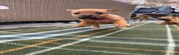 Patterjack dogs for sale: Patterjack puppy’s looking for loving home  - Advert 17