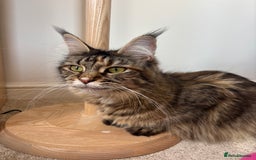 Maine Coon cats for sale: Mainecoon cross  - Image 12