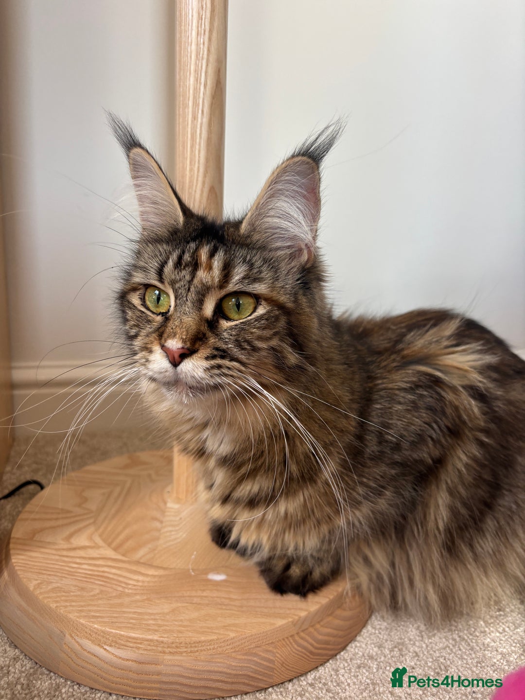 Maine Coon cats for sale: Mainecoon cross  - Image 12