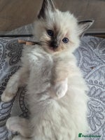 Ragdoll cats - Advert 13