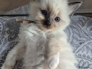 Ragdoll cats - Advert 34