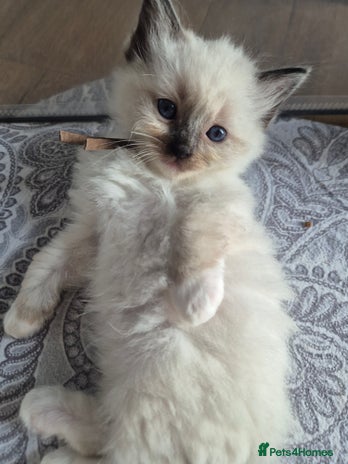 Ragdoll cats - Advert 3