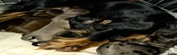 Miniature Dachshund dogs for sale: Miniature long haired dachshunds  - Advert 2