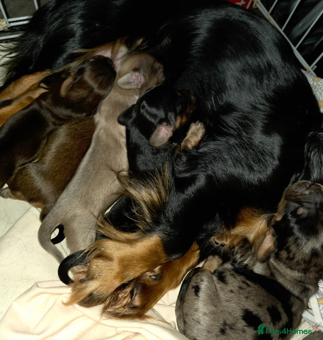 Miniature Dachshund dogs for sale: Miniature long haired dachshunds  - Advert 2