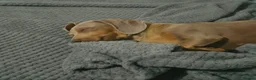 Miniature Dachshund dogs for sale: Miniature Dachshund  - Advert 5