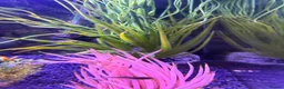 Mollies fish for sale: Balloon molly babies - Advert 8