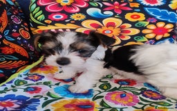 Biewer Terrier dogs for sale: Biewer Tereier Available 2 girls💜  1 Boy💚 - Image 3