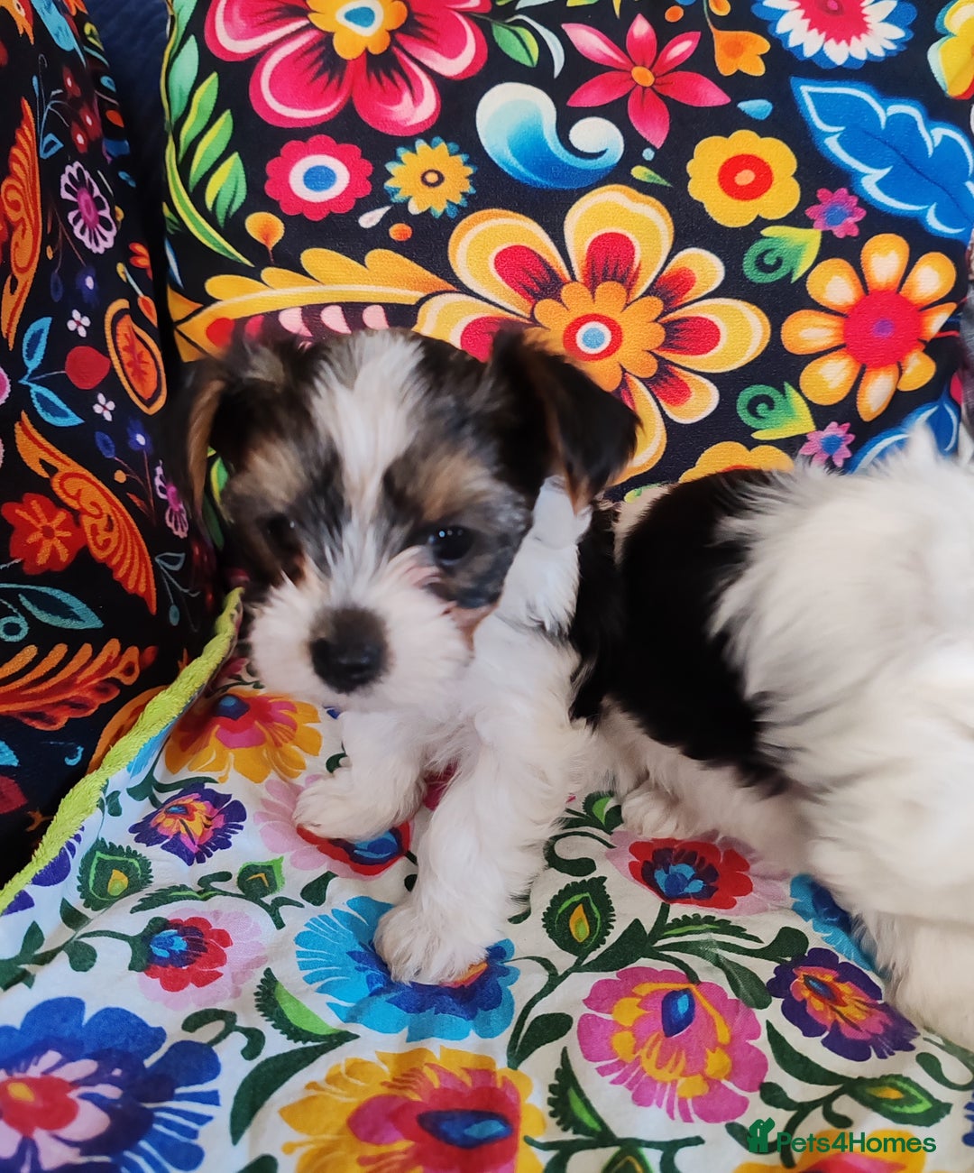 Biewer Terrier dogs for sale: Biewer Tereier Available 2 girls💜  1 Boy💚 - Image 3