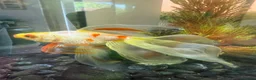 Fancy Goldfish fish for sale: Fancy Goldfish for Rehome in Guildford - Advert 3