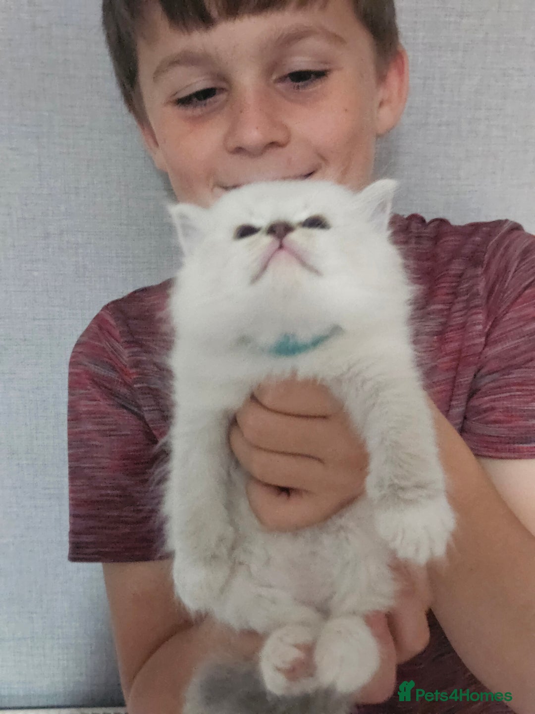 Ragdoll cats for sale: Tica registeeed tabby bicolour ragdolls - Image 12