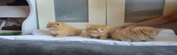 Mixed Breed cats for sale: 3 beautiful ginger boys  - Advert 5