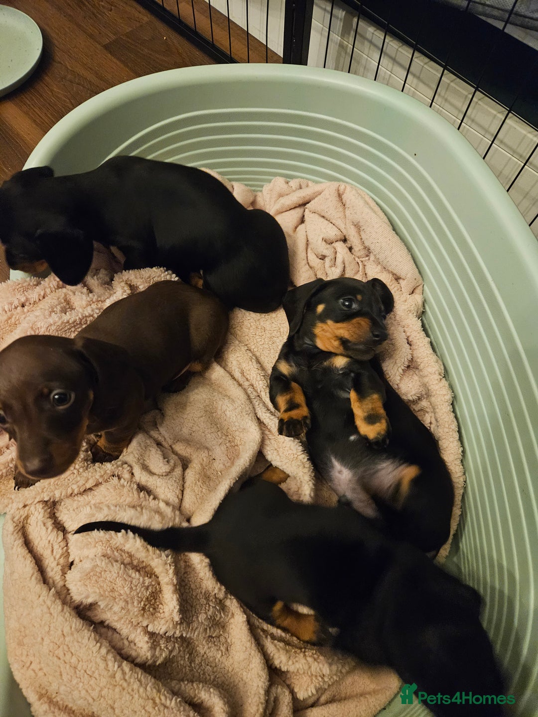 Miniature Dachshund dogs for sale: Miniature Dachshund puppies - Image 1