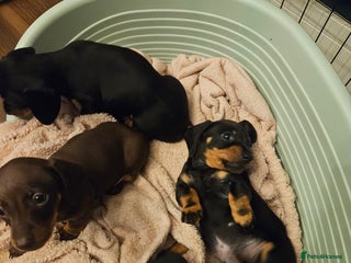 Miniature Dachshund dogs - Advert 6