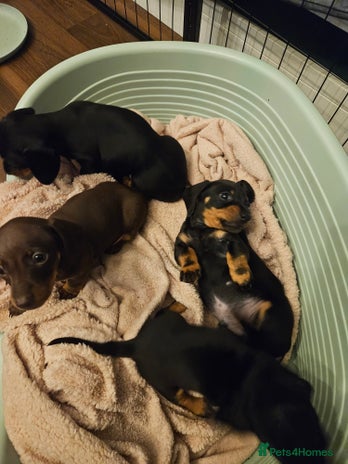 Miniature Dachshund dogs - Advert 1