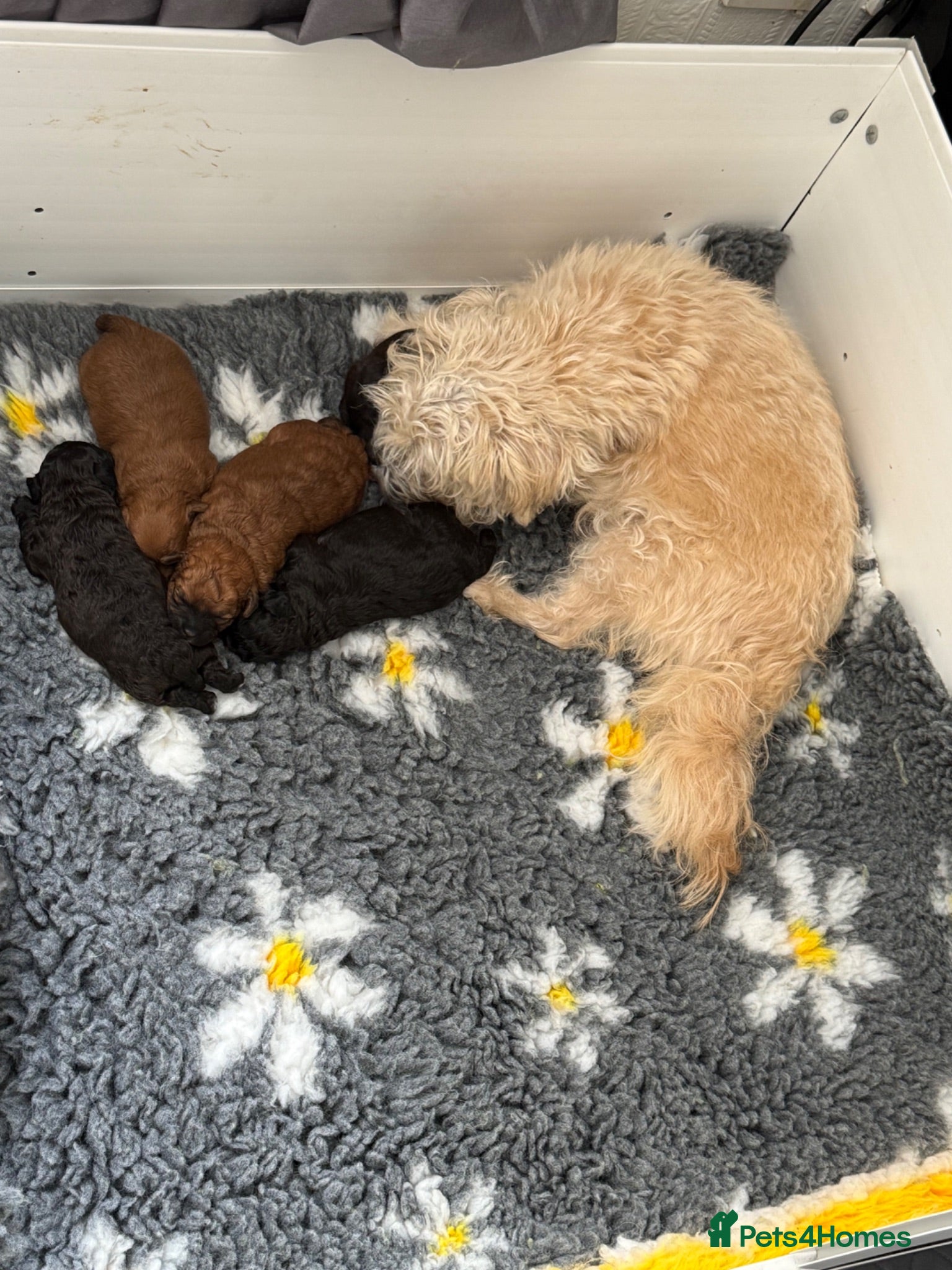 Maltipoo dogs Outstanding Malshipoo puppies  - Advert 2