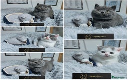 British Shorthair cats for sale: GCCF registered chunky British Shorthair kittens  - Image 1