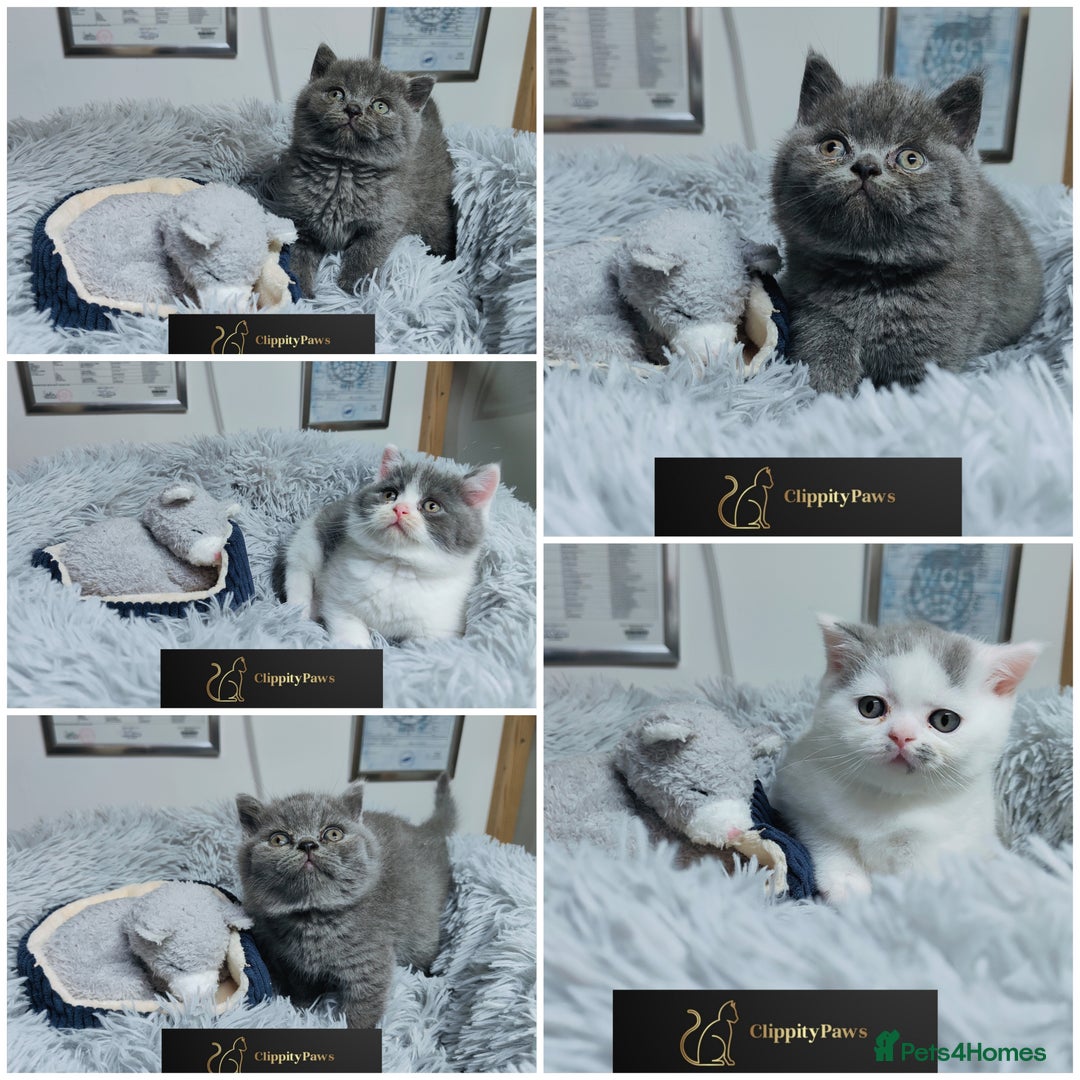 British Shorthair cats for sale: GCCF registered chunky British Shorthair kittens  - Image 1