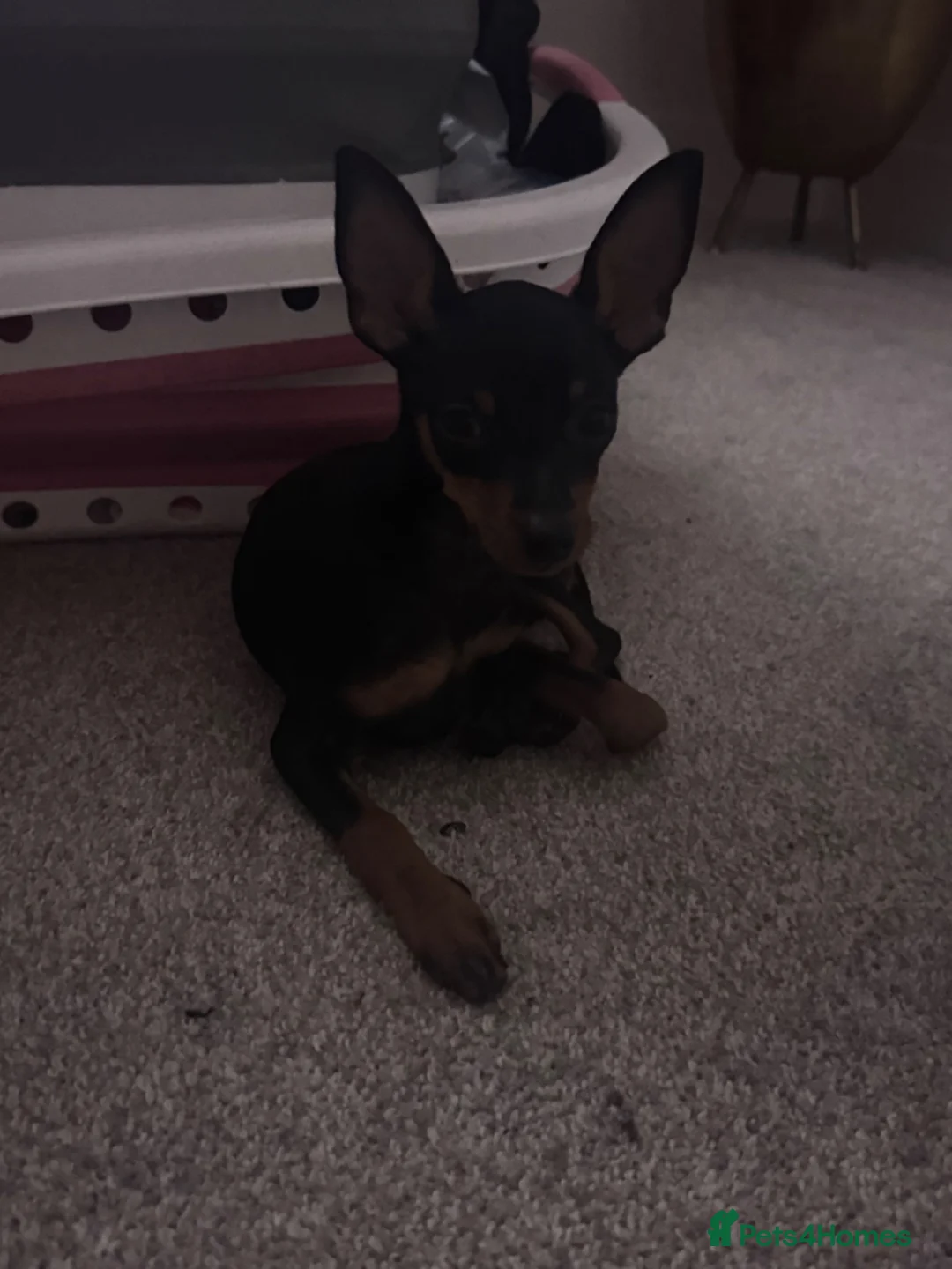 Miniature Pinscher dogs for sale: Beautiful female min pin - Advert 2