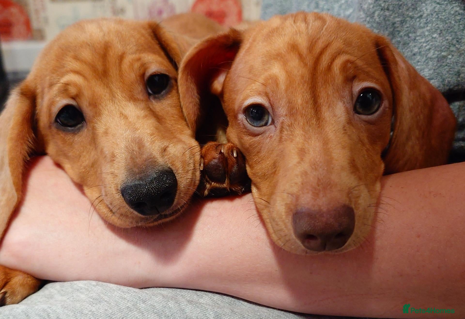 Miniature Dachshund dogs Beautiful Miniature Puppy Dachsung  - Advert 2