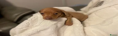 Miniature Dachshund 1