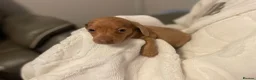 Miniature Dachshund dogs for sale: Miniature Dachshund puppies stunning  in Luton - Advert 13