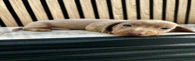Miniature Dachshund Puppy 1