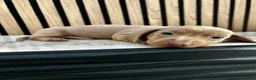 Miniature Dachshund dogs for sale: Miniature Dachshund Puppies 🐾🐾 in Waltham Cross - Advert 5