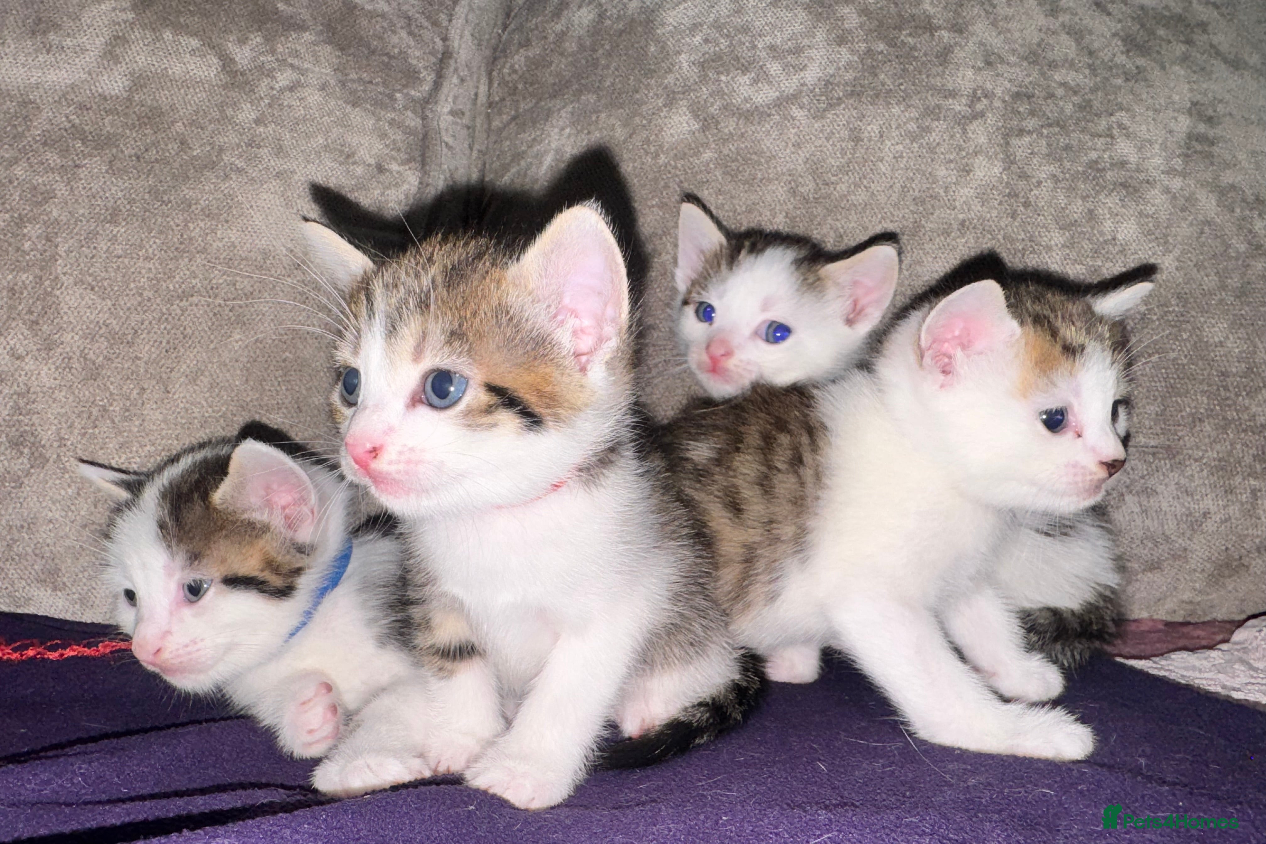 Mixed Breed cats Beautiful Tabby Mix Kittens  - Advert 7