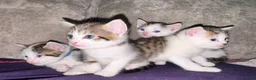 Mixed Breed cats for sale: Beautiful Tabby Mix Kittens  - Advert 4