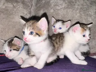 Mixed Breed cats Beautiful Tabby Mix Kittens - Advert 7