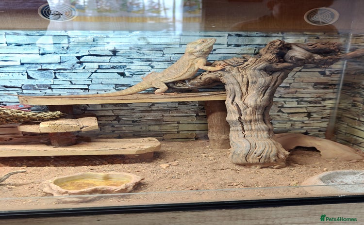 Bearded Dragon reptiles - Advert 1