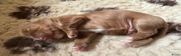 Mixed Breed dogs for sale: Golden Red Cockalier Puppies 1x boy 1x girl  - Advert 8