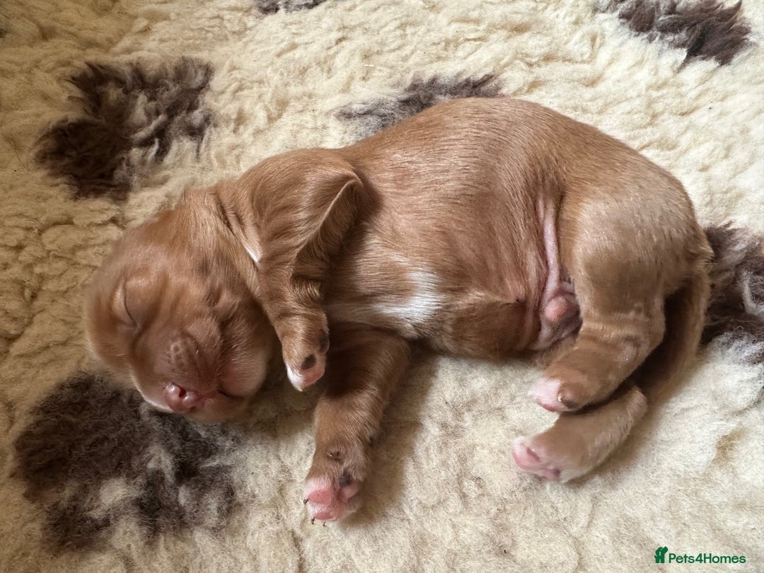 Mixed Breed dogs for sale: Golden Red Cockalier Puppies 1x boy 1x girl  - Advert 8