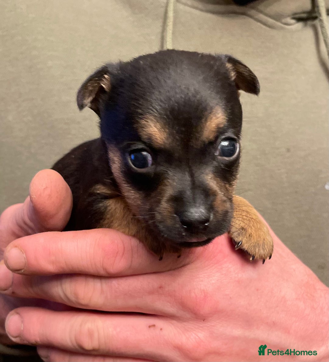 Jack Russell dogs for sale: Beautiful docked miniature Jack Russell puppies - Advert 27