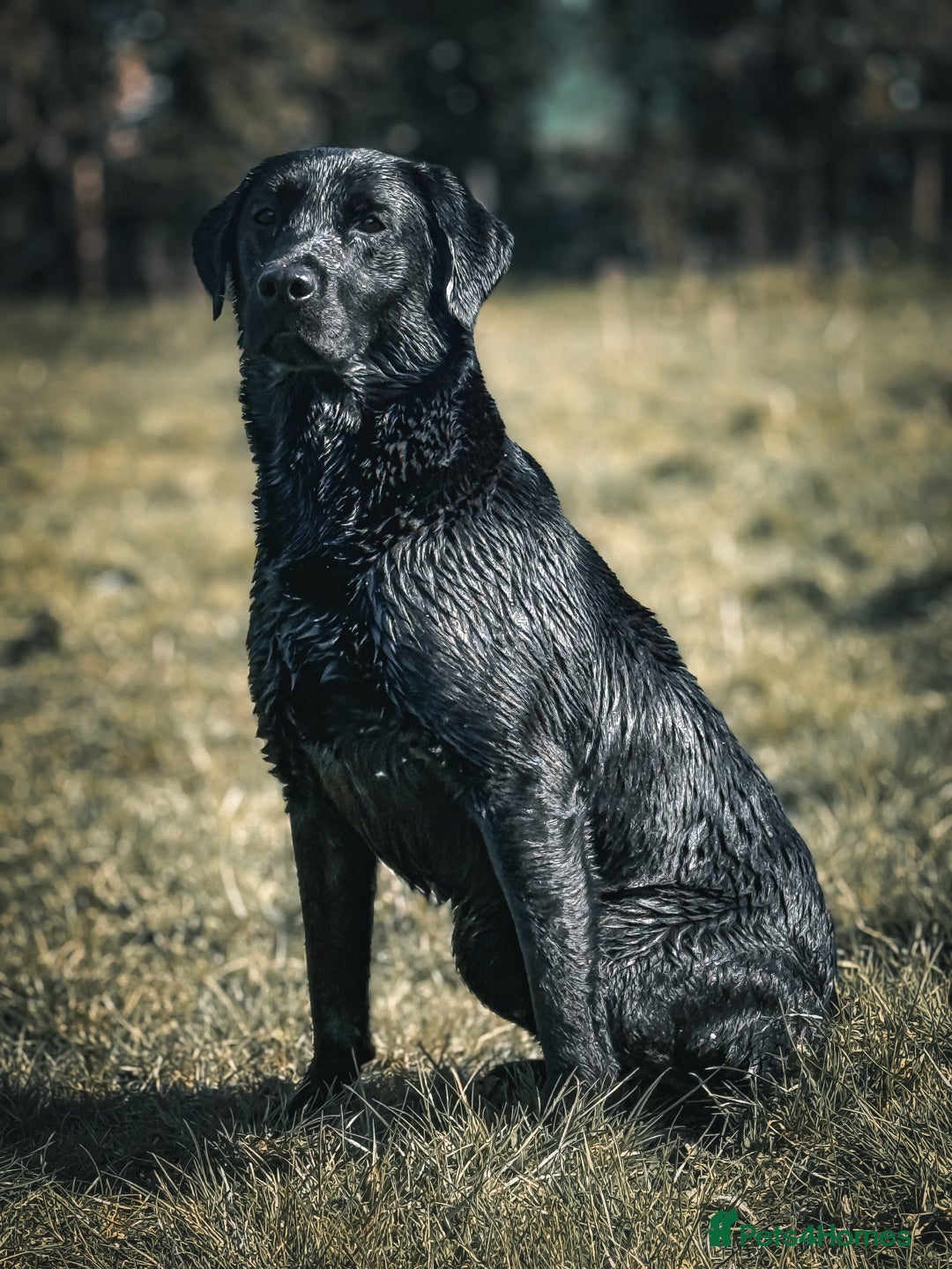 Labrador Retriever dogs for stud: Proven Gorgeous Black Lab in Mansfield - Advert 1