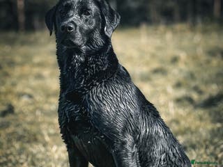 Labrador Retriever dogs Proven Gorgeous Black Lab in Mansfield - Advert 9