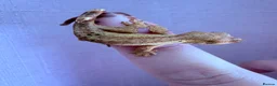 Gecko reptiles for sale: Crested Gecko Babies - Advert 22