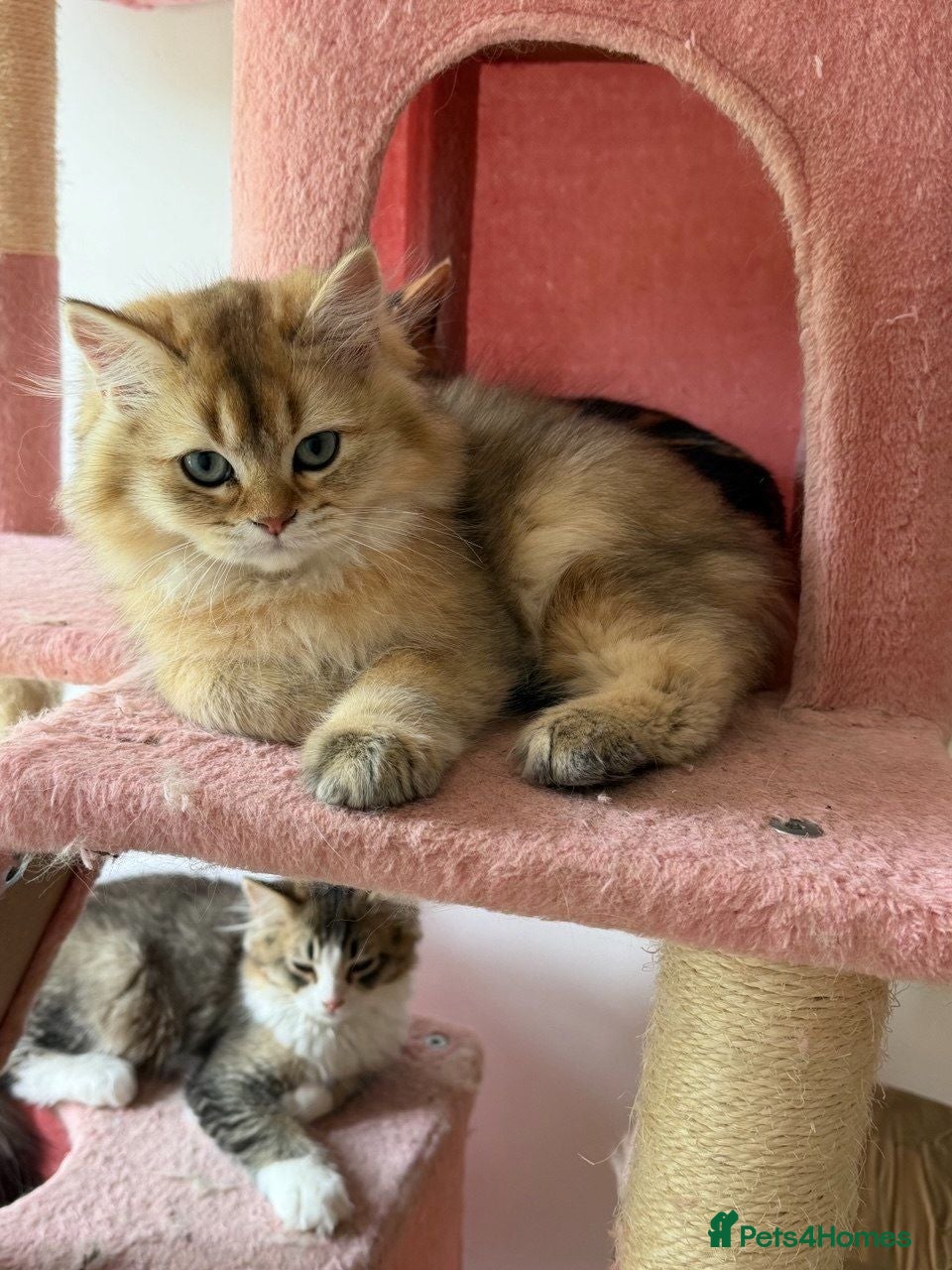 British Longhair cats BSH white 1000£ BLH golden 2000£  2500£ vaccinated - Advert 1