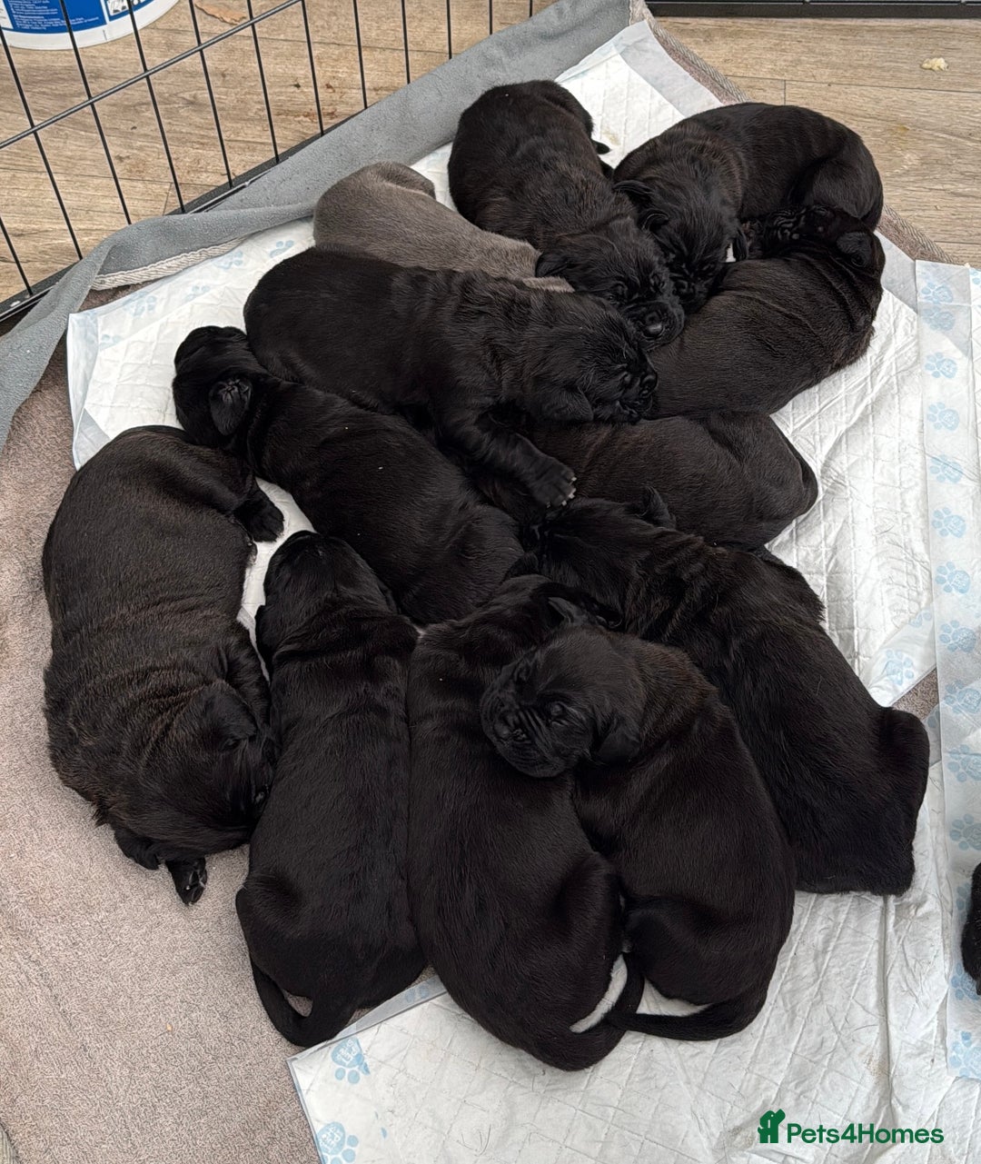 Cane Corso dogs for sale:  Stunning pure cane corso puppies - Image 11