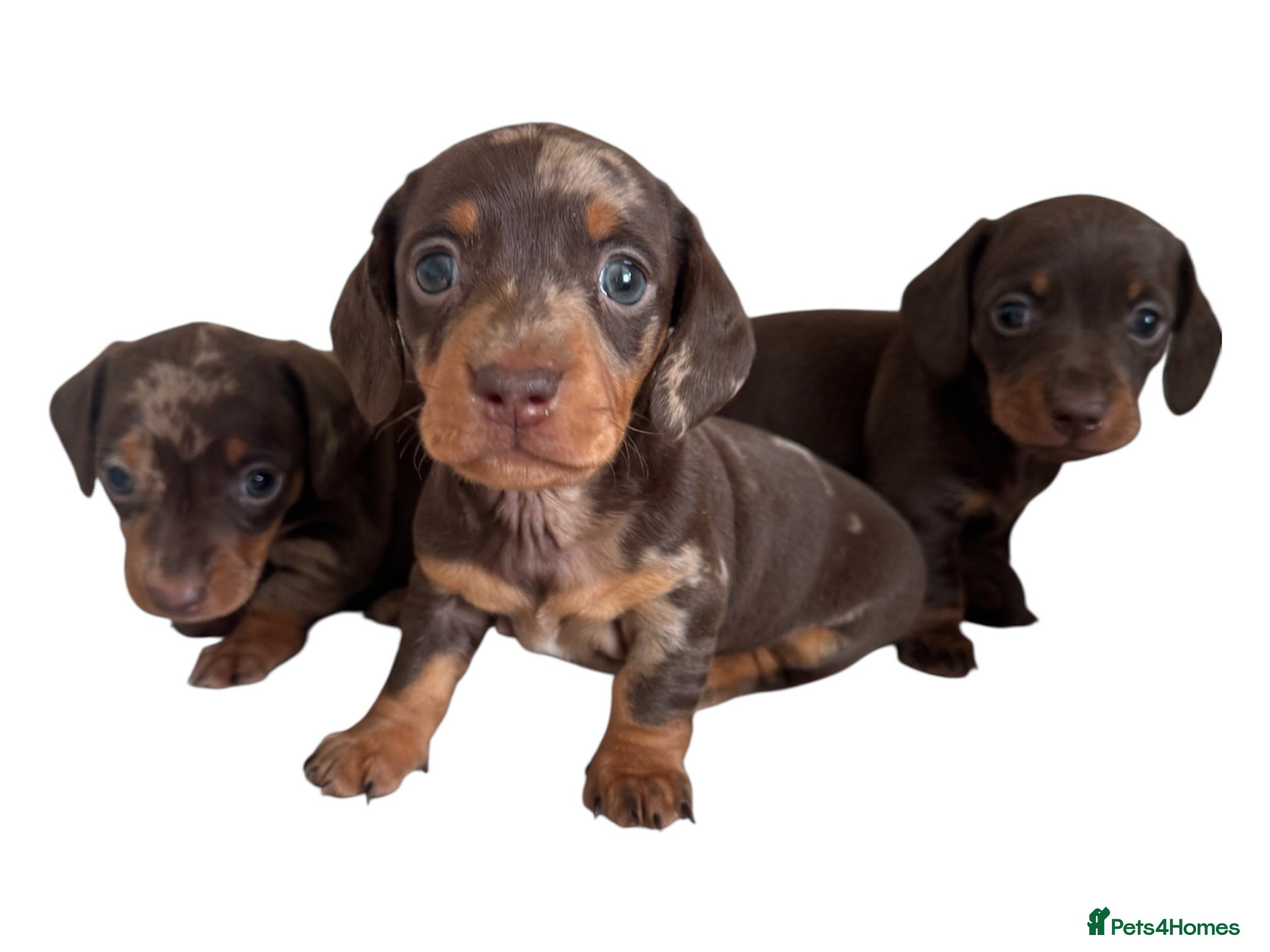 Miniature Dachshund dogs Stunning top quality short legged mini dachshunds - Advert 3
