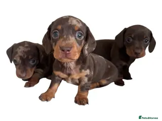 Miniature Dachshund dogs Stunning top quality short legged mini dachshunds - Advert 2