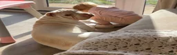 Shar Pei dogs for sale: Shar-pei in Washington - Advert 13