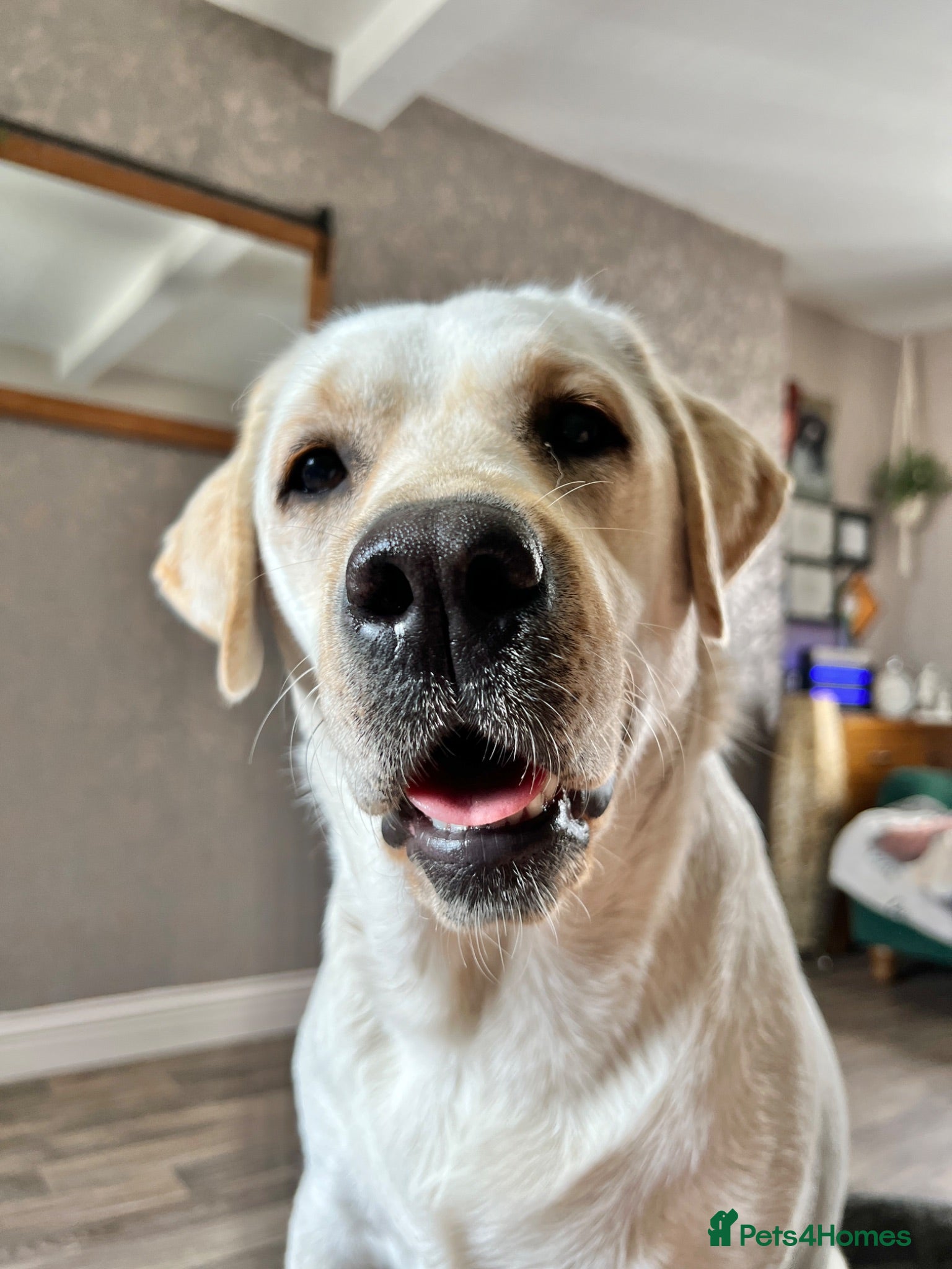 Labrador Retriever dogs Labrador Retriever Female 2years old - Advert 1