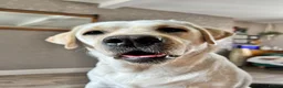 Labrador Retriever dogs for sale: Labrador Retriever Female 2years old - Advert 1