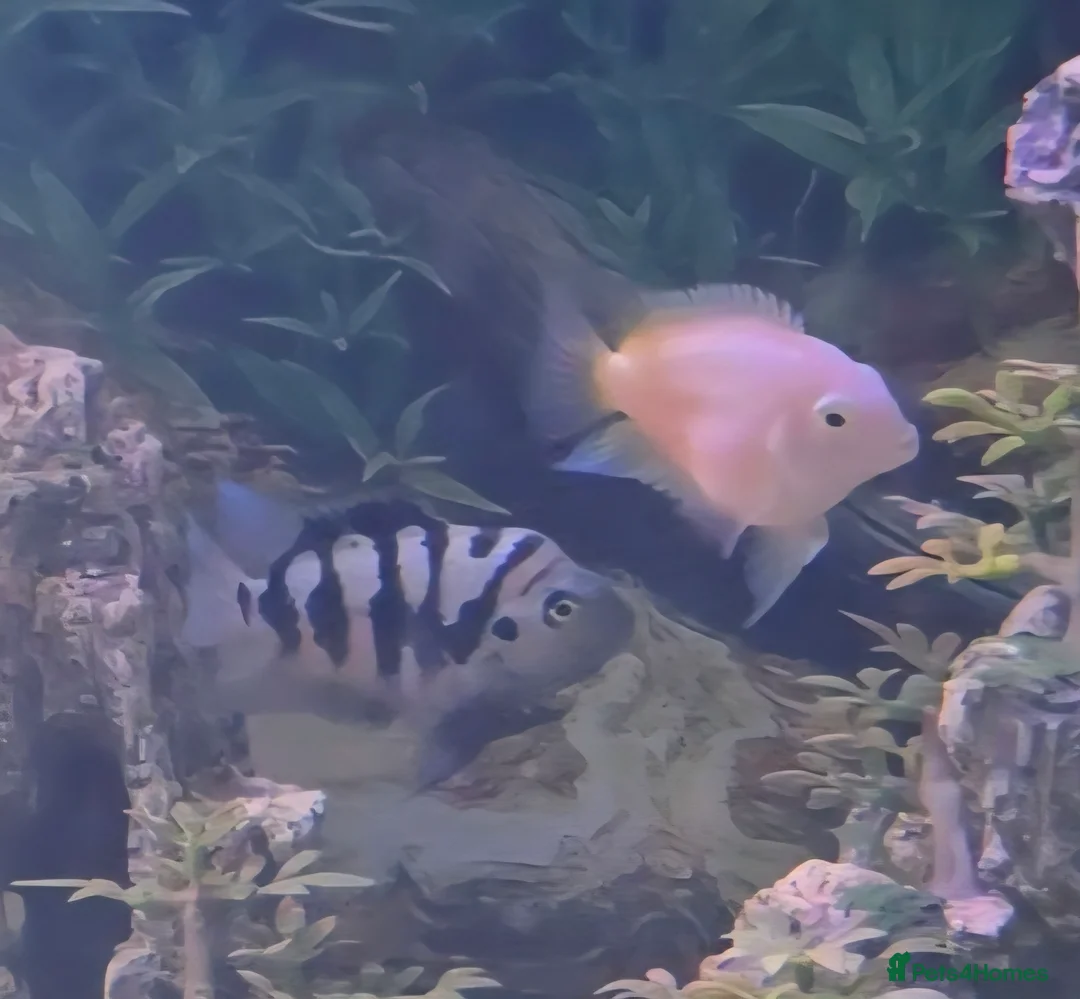 Cichlids fish for sale: Platinum parrot fish proven breeding pairs in Accrington - Advert 2