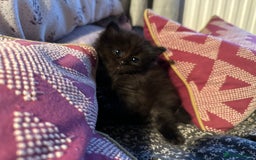 Mixed Breed cats for sale: Social loving ragdoll cross fluffy black blue eyes - Image 12