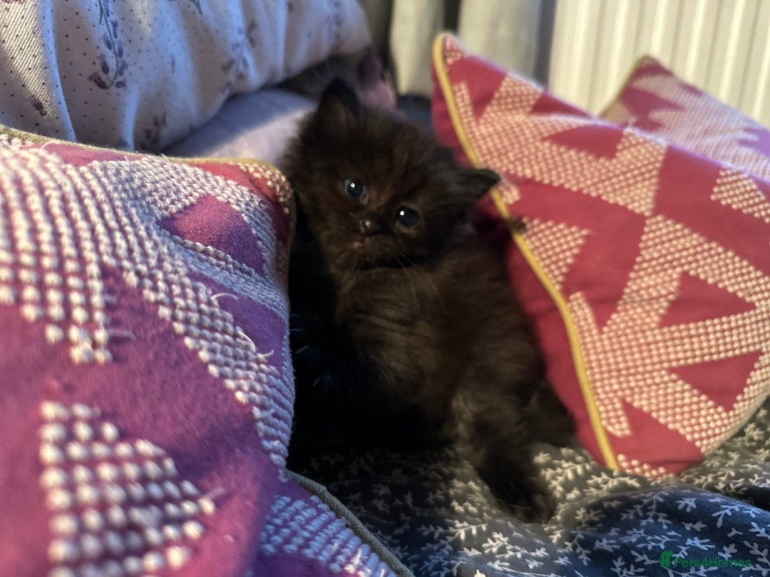 Mixed Breed cats for sale: Social loving ragdoll cross fluffy black blue eyes - Image 12